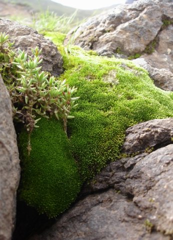 Crassula expansa subsp. expansa on a mossy mountain